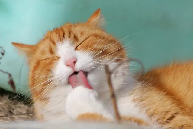 Cat body language