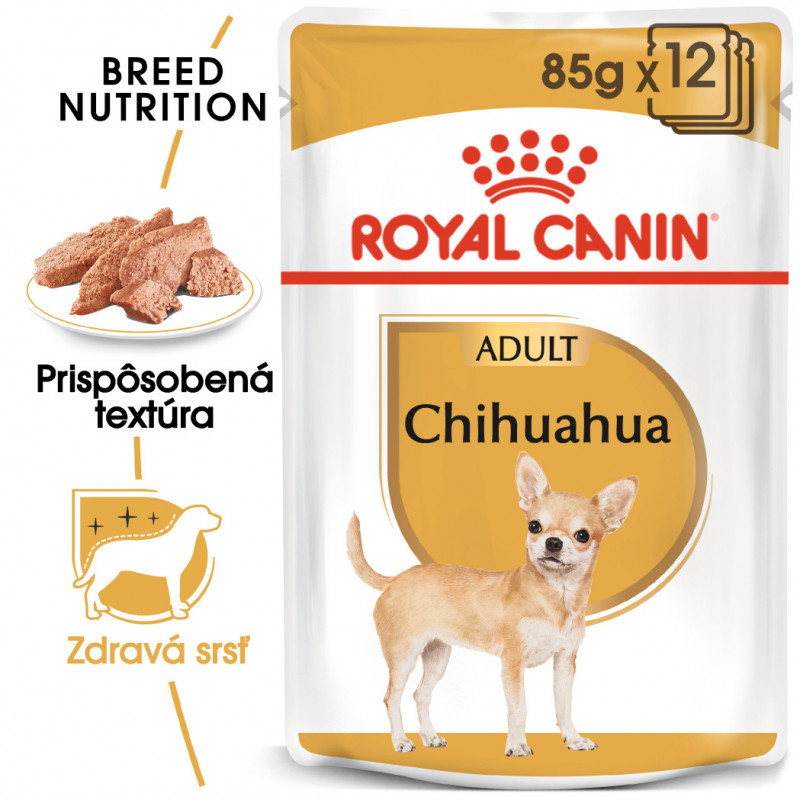 Chihuahua 12x