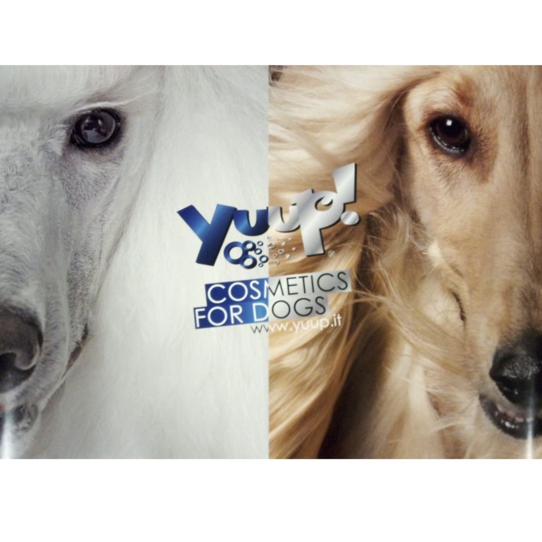 Plagát YUUP! 50x70 cm HLAVA PÚDL / AFGANSKÝ CHRT